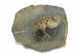 Enrolled Spiny Drotops Armatus Trilobite - Multi-Toned Shell #255441-3